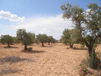 jarama olive grove